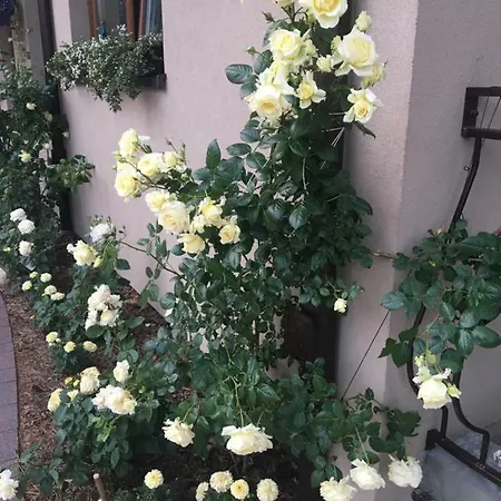 Sosnowa Mila - I Pobierowo