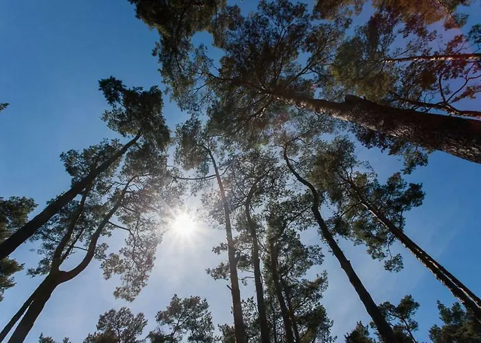 Sosnowa Mila - I 度假居 波别罗沃