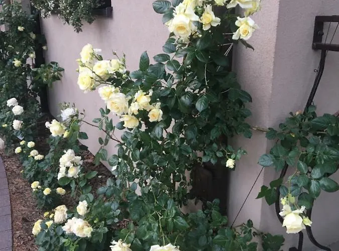 Sosnowa Mila - I 포비에로보