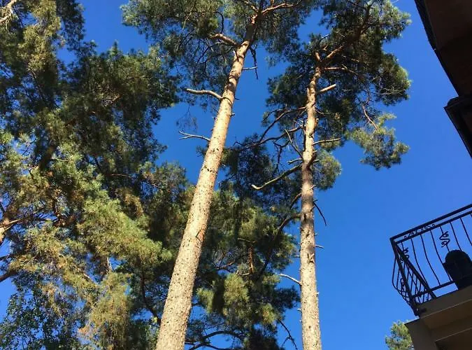 Sosnowa Mila - I * פוביירובו